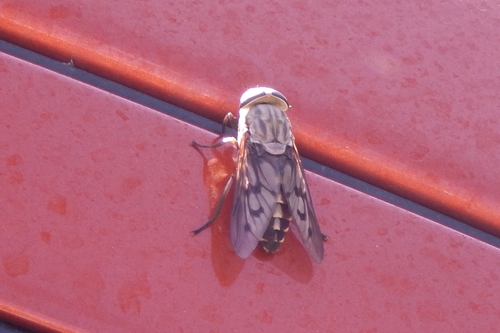 Tabanus sulcifrons