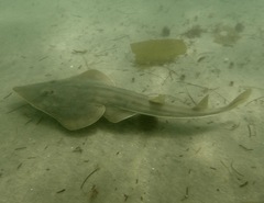 Northern Guitarfish photo 2