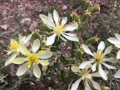 Mentzelia multiflora
