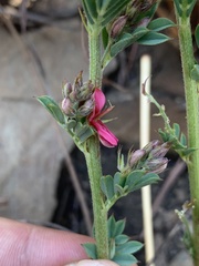 Indigofera hilaris