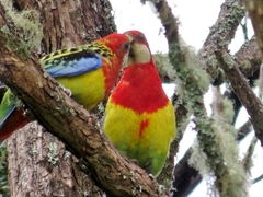 Platycercus eximius