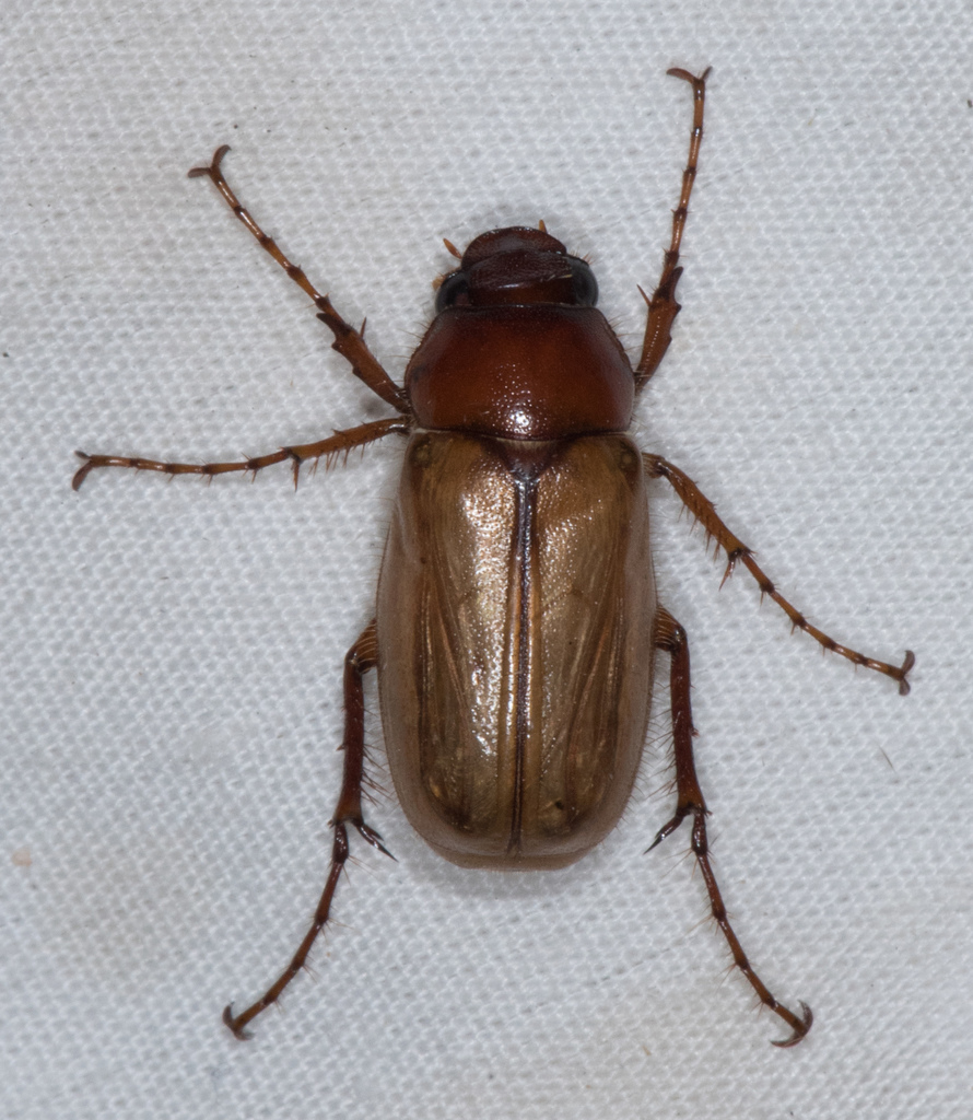 Listrochelus flavipennis