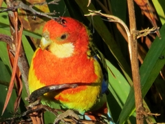 Platycercus eximius