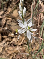 Chlorophytum transvaalense