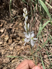 Chlorophytum transvaalense