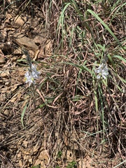 Chlorophytum transvaalense