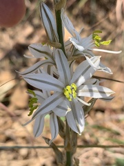 Chlorophytum transvaalense