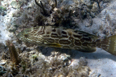 Mycteroperca bonaci