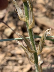 Chlorophytum transvaalense