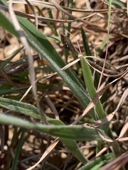 Chlorophytum transvaalense