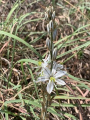 Chlorophytum transvaalense