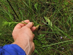 Solidago riddellii