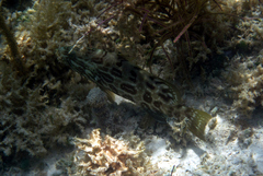 Mycteroperca bonaci