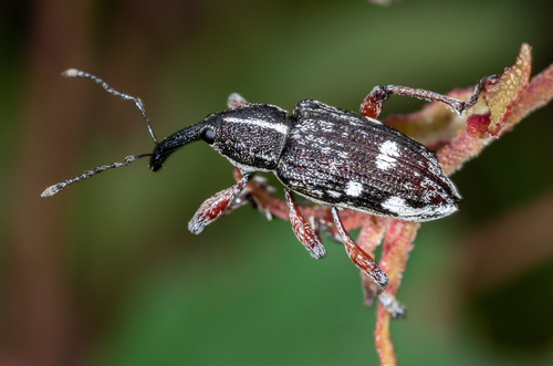 Aoplocnemis