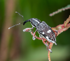 Aoplocnemis rufipes