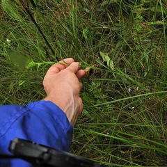 Solidago riddellii
