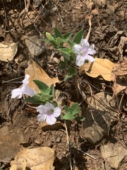 Ruellia patula