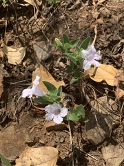 Ruellia patula