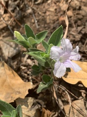 Ruellia patula