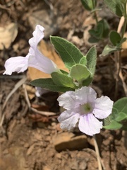 Ruellia patula