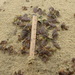 Myosotis pygmaea pygmaea - Photo (c) Cara-Lisa Schloots, algunos derechos reservados (CC BY), subido por Cara-Lisa Schloots