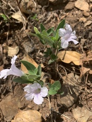 Ruellia patula