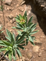 Lasiosiphon capitatus