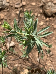 Lasiosiphon capitatus