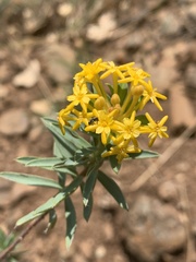 Lasiosiphon capitatus