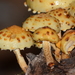 Pholiota Sect. Adiposae - Photo (c) Dave Roberts, some rights reserved (CC BY-NC), uploaded by Dave Roberts