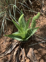 Ledebouria zebrina