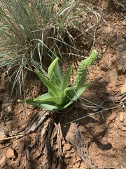 Ledebouria zebrina
