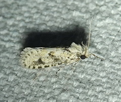 Acrolophus pyramellus