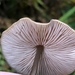 Entoloma bicoloripes - Photo (c) Julie Travaglini, some rights reserved (CC BY), uploaded by Julie Travaglini