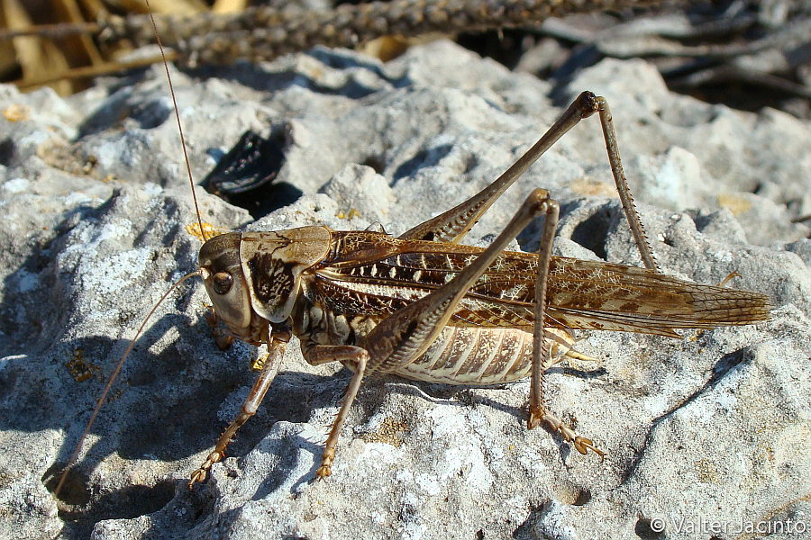 Wart Biters