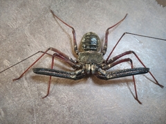 Phrynichus nigrimanus