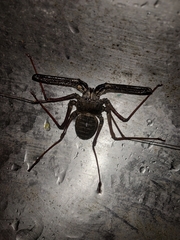 Phrynichus nigrimanus