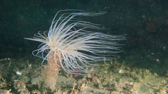 Ceriantharia