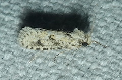 Acrolophus pyramellus
