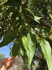Buckinghamia celsissima
