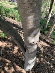 Buckinghamia celsissima