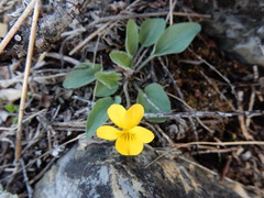 Viola vallicola