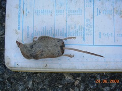 Smoky Shrew photo 3