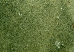 Citharichthys stigmaeus