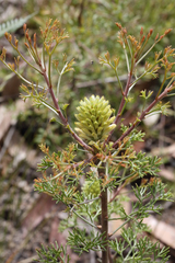 Petrophile canescens