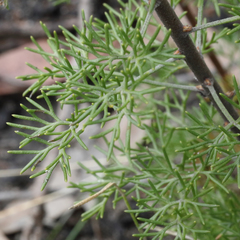 Petrophile canescens