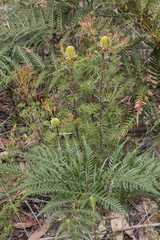 Petrophile canescens