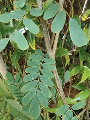 Dalbergia hupeana