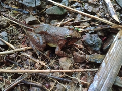 Limnonectes macrocephalus