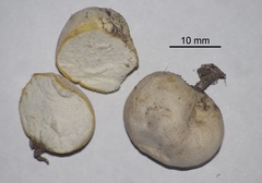 Bovista cunninghamii